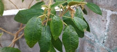 Croton peraeruginosus