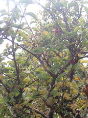 Viburnum parvifolium