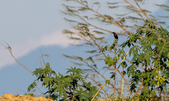 Crypsirina temia