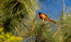 Pericrocotus ethologus