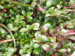 Cotoneaster apiculatus