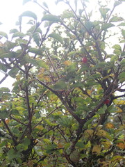 Viburnum parvifolium