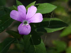 Barleria prattensis
