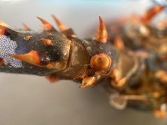 Panulirus inflatus