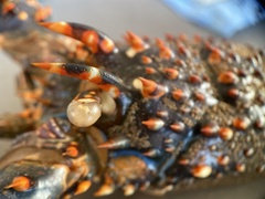Panulirus inflatus