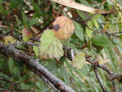 Viburnum betulifolium
