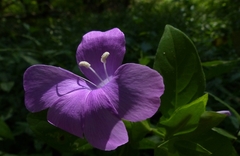 Barleria prattensis