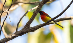 Aethopyga gouldiae