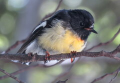 Petroica macrocephala macrocephala