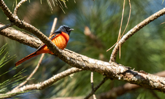 Pericrocotus ethologus