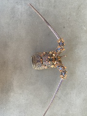 Panulirus inflatus