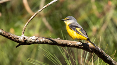 Pericrocotus ethologus