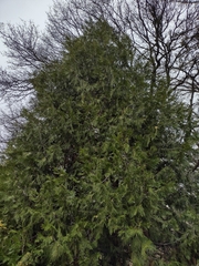 Calocedrus decurrens