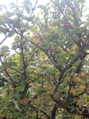 Viburnum parvifolium