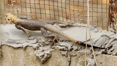 Agama agama