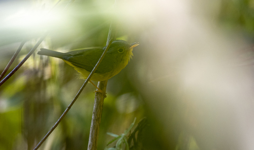 Grey-crowned Warbler (Phylloscopus tephrocephalus), photo 9