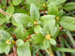 Rhododendron rubropilosum