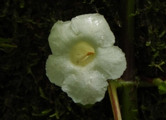 Nautilocalyx mimuloides