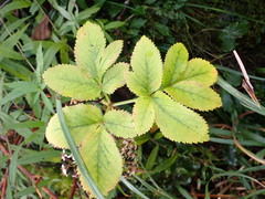 Angelica morrisonicola