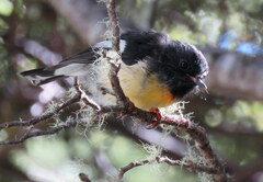 Petroica macrocephala macrocephala
