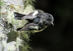Petroica macrocephala macrocephala