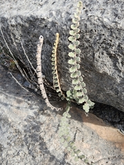 Astrolepis integerrima