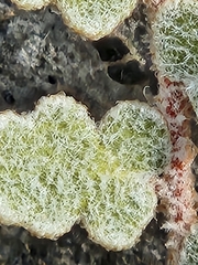 Astrolepis integerrima