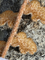 Astrolepis integerrima