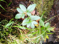 Angelica morrisonicola