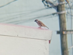 Passer montanus