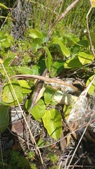 Mandevilla