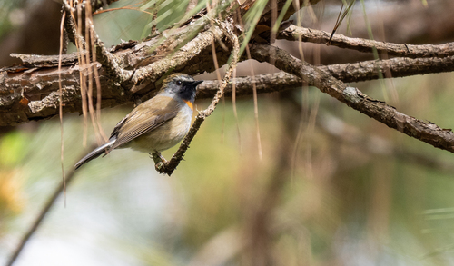 Rufous-gorgeted Flycatcher (Ficedula strophiata), photo 10