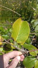Mandevilla