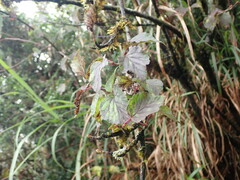 Viburnum betulifolium