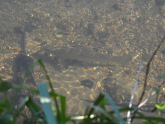 Salmo trutta