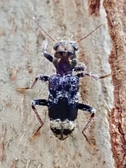 Stigmatium quadricostatum