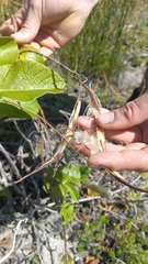 Mandevilla