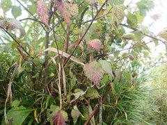 Viburnum betulifolium