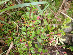 Cotoneaster apiculatus