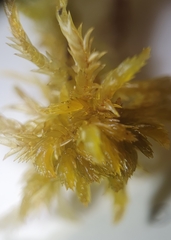 Sphagnum inundatum