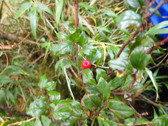 Cotoneaster konishii