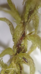 Sphagnum inundatum