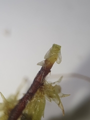 Sphagnum inundatum