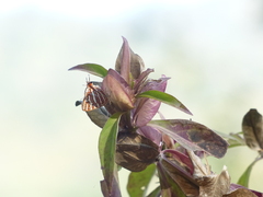 Barleria prattensis