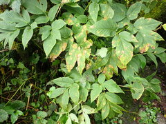 Angelica pubescens