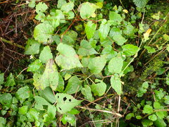 Persicaria pilushanensis
