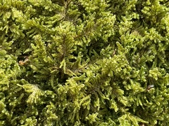 Callicladium imponens