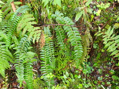 Polystichum nepalense