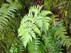Dryopteris cacaina