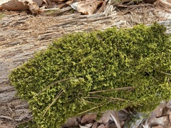 Callicladium imponens